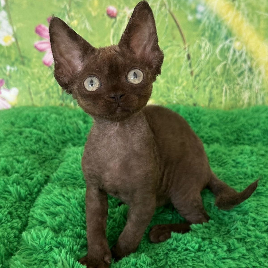 Ivona Devon Rex female, chocolate