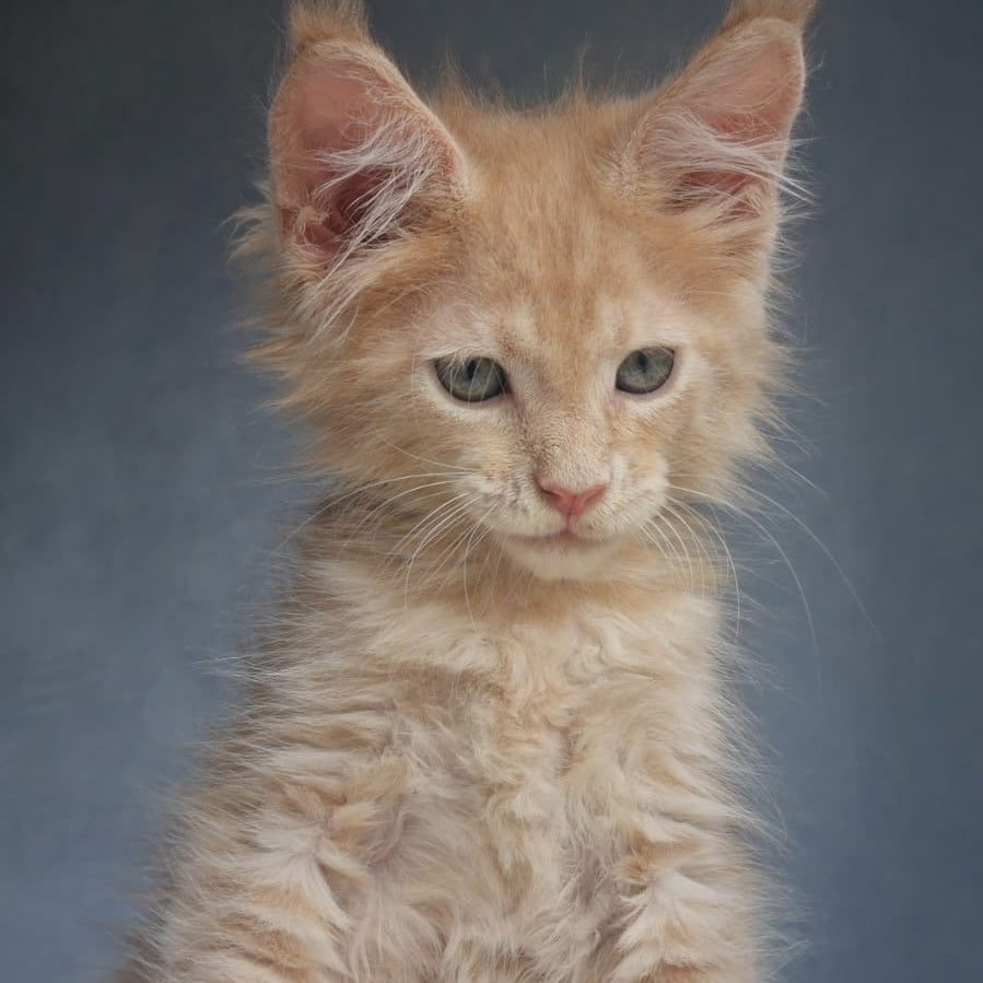 Paul Maine Coon male, cream