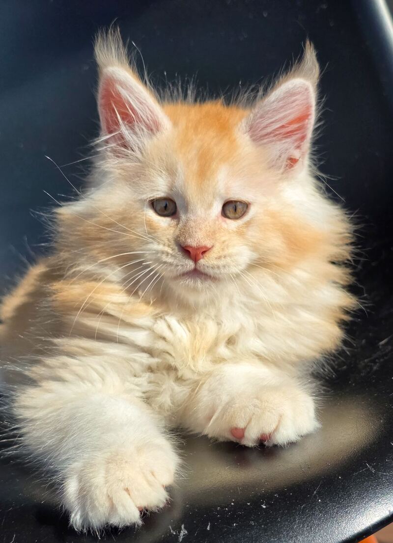 Kvest Maine Coon male red silver ticked tabby - live animals