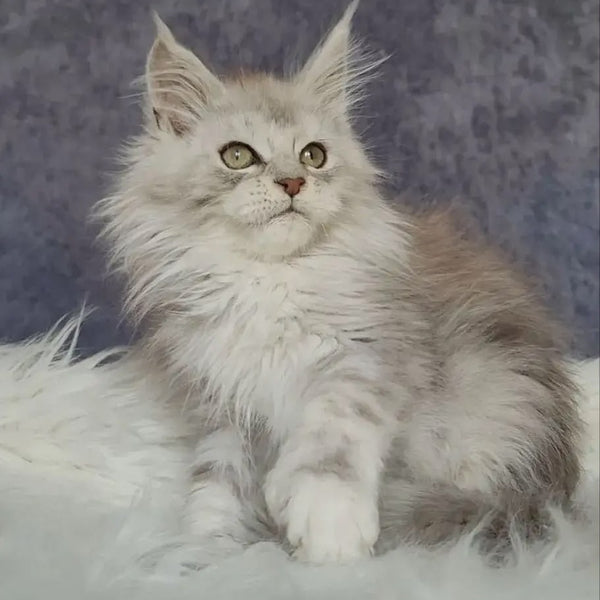 Harold Maine Coon polydactyl 6x6x6x6 male, black silver tabby