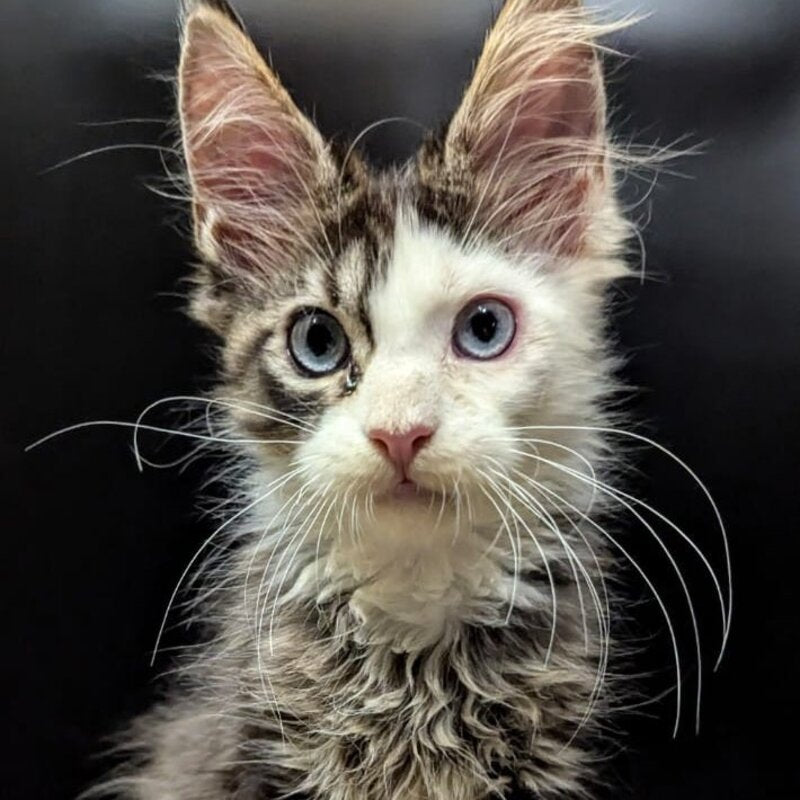 Domino Maine Coon polydactyl 6x6x6x6 male, black ticked tabby bicolour