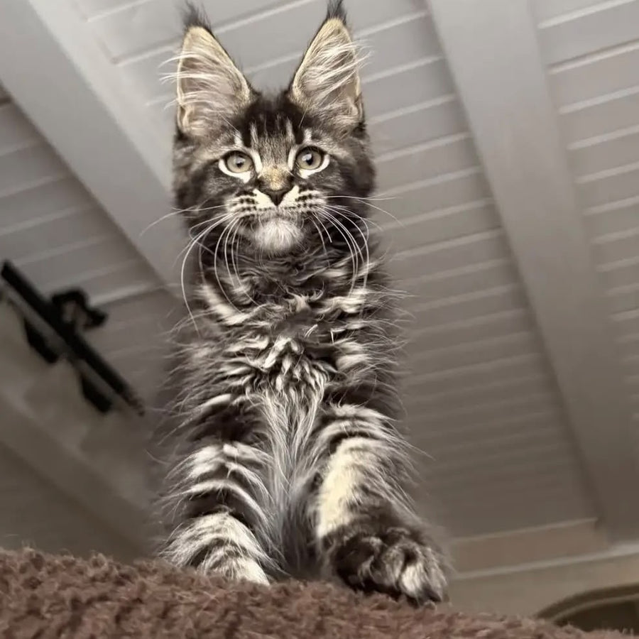 Chilli Maine Coon female, black tabby