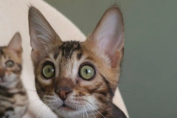 Тulip Bengal male black spotted tabby - live animals