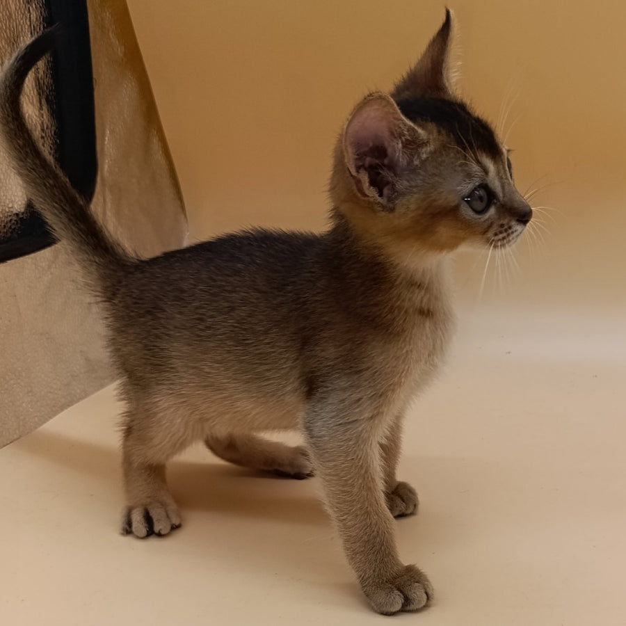 Nelson Abyssinian male, black