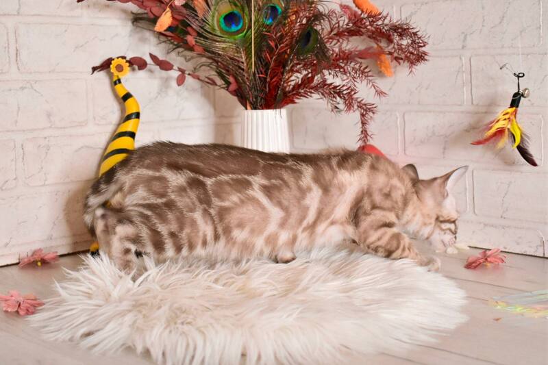 Ponchik Bengal male snow mink charcoal - live animals