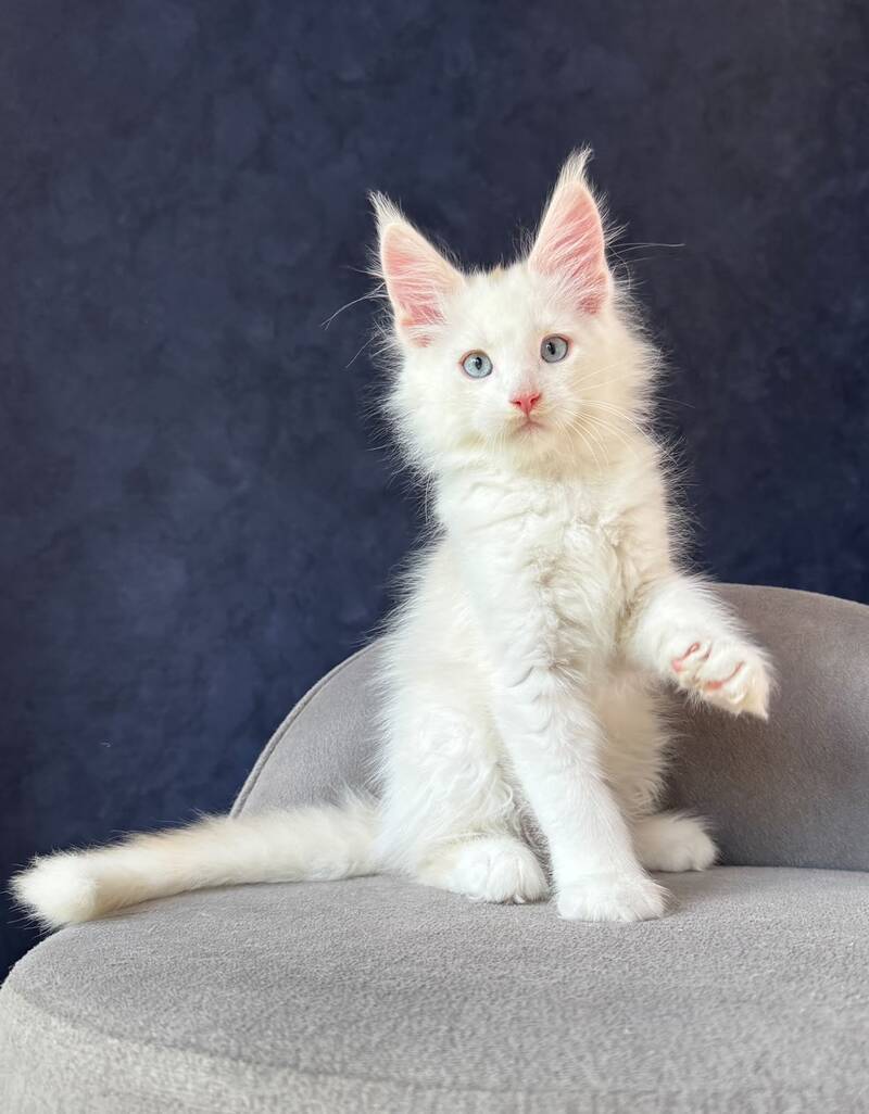 Gar Gar Maine Coon male, red silver with white