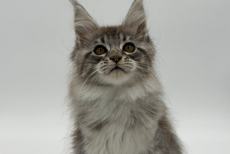Katu Maine Coon male black silver tabby - live animals