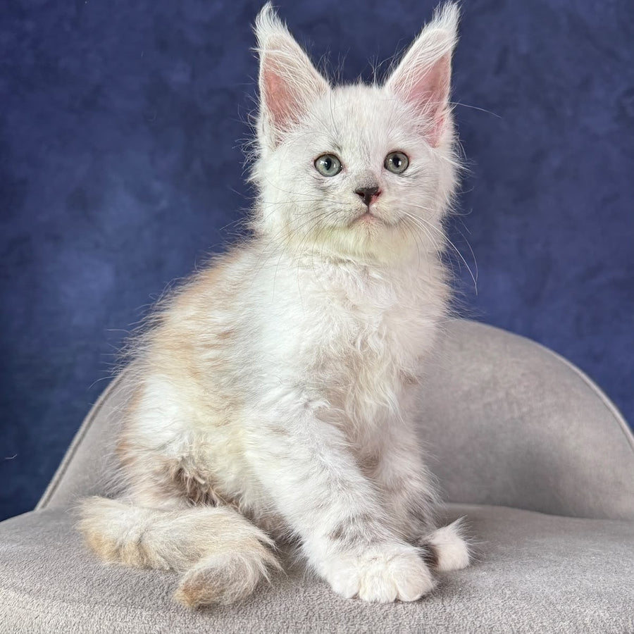Tahiti Maine Coon female, black tortie silver spotted tabby