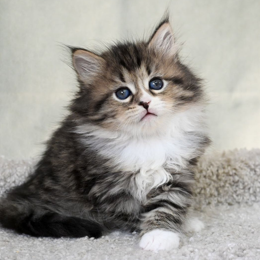 Lukas Siberian male, black spotted tabby with white