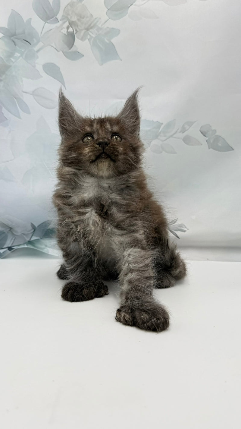 Archibald Maine Coon polydactyl male, black silver