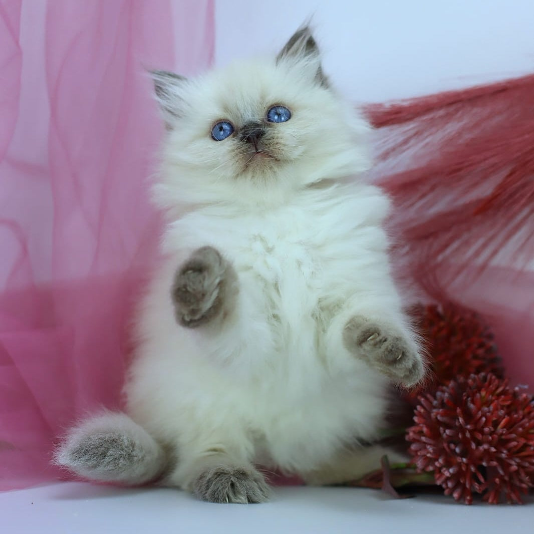 Hvoya Siberian female, blue pointed