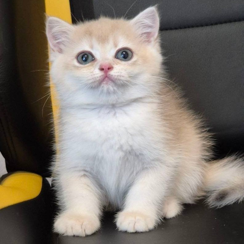 Kitty British Shorthair female, blue golden chinchilla