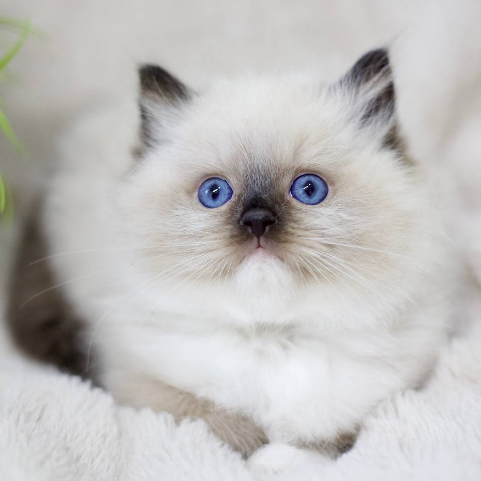Kingston Ragdoll male, black mitted