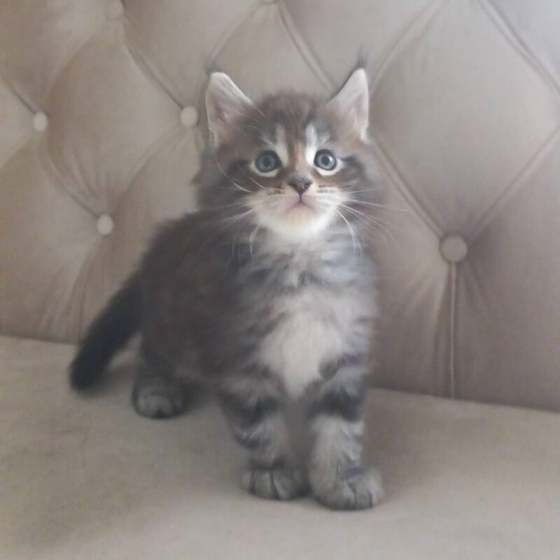 Nike Maine Coon male, black tabby