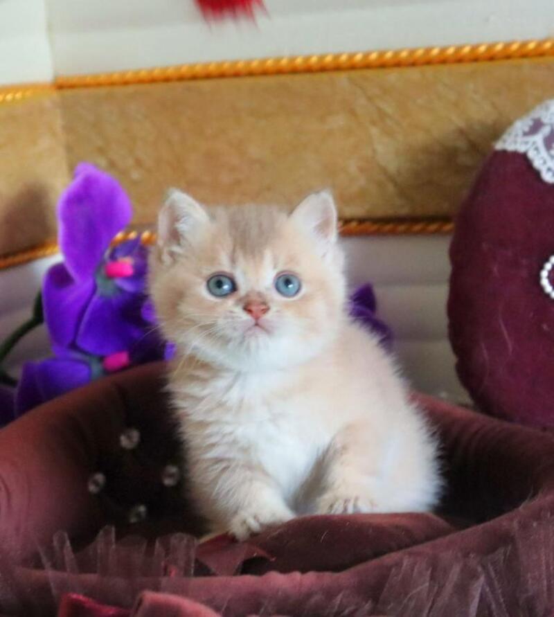 Stiven British Shorthair male, lilac golden shaded