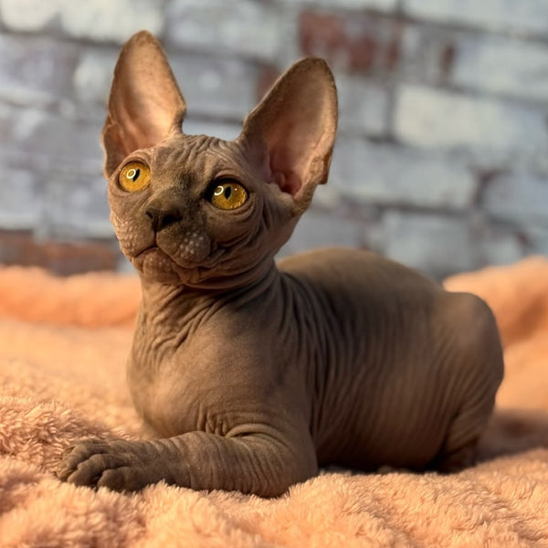 Gizmo Canadian Sphynx male, blue