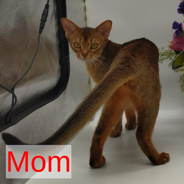 Nelson Abyssinian male, black
