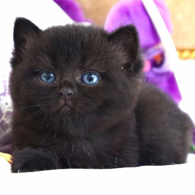 Nil British Shorthair male, black