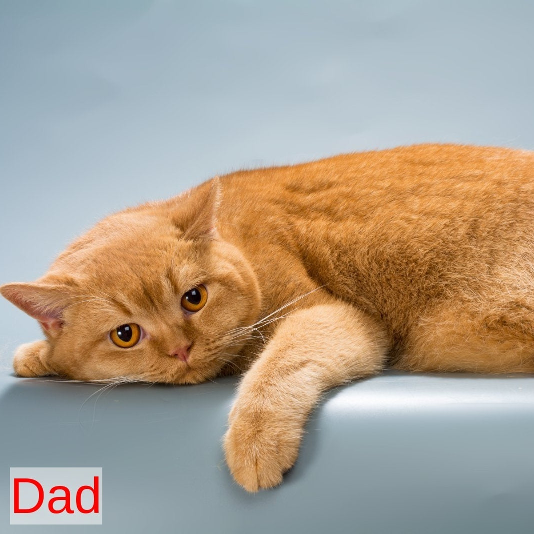 Kent British Shorthair male, lilac
