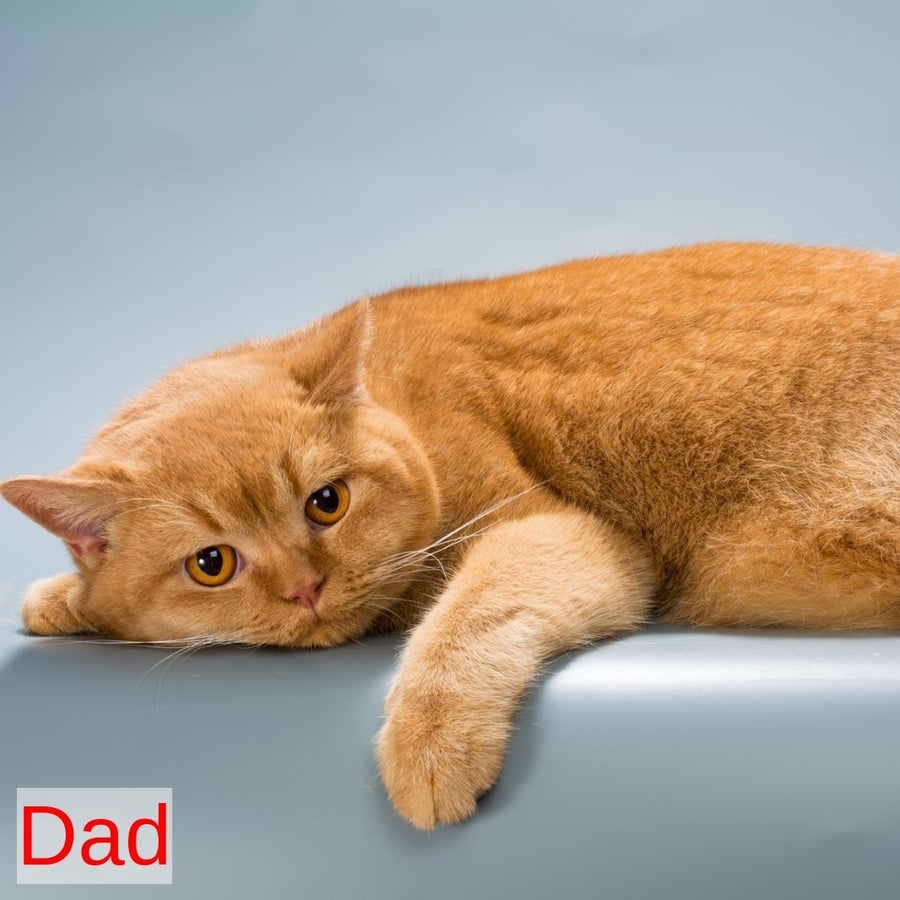 Kent British Shorthair male, lilac