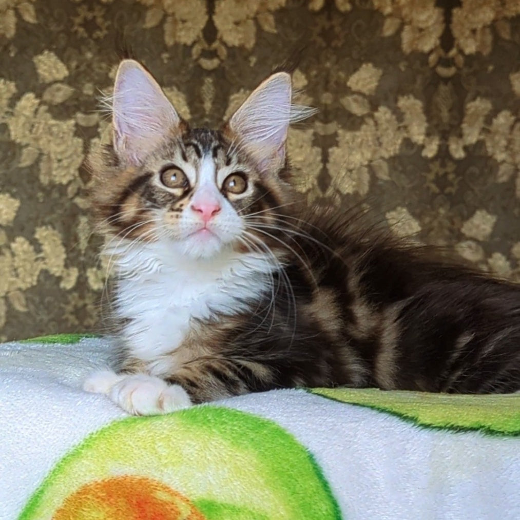 Haridvari Maine Coon female, black tabby with white