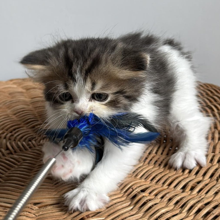 Kipish Scottish Straight male, black tabby bicolour