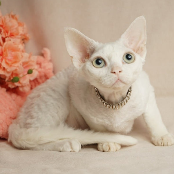 Nika Devon Rex female, white