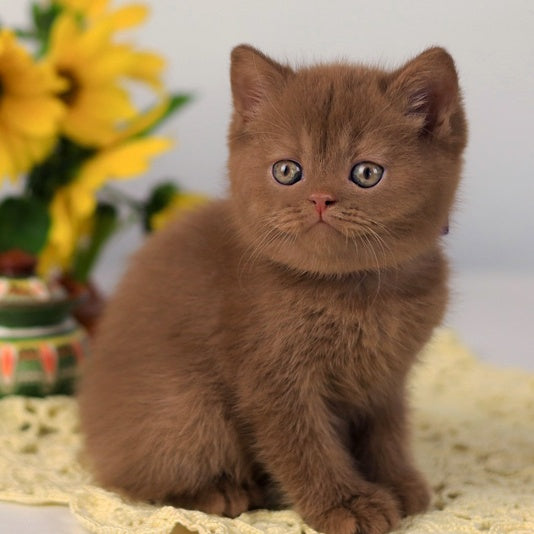 Martin British Shorthair male, cinnamon