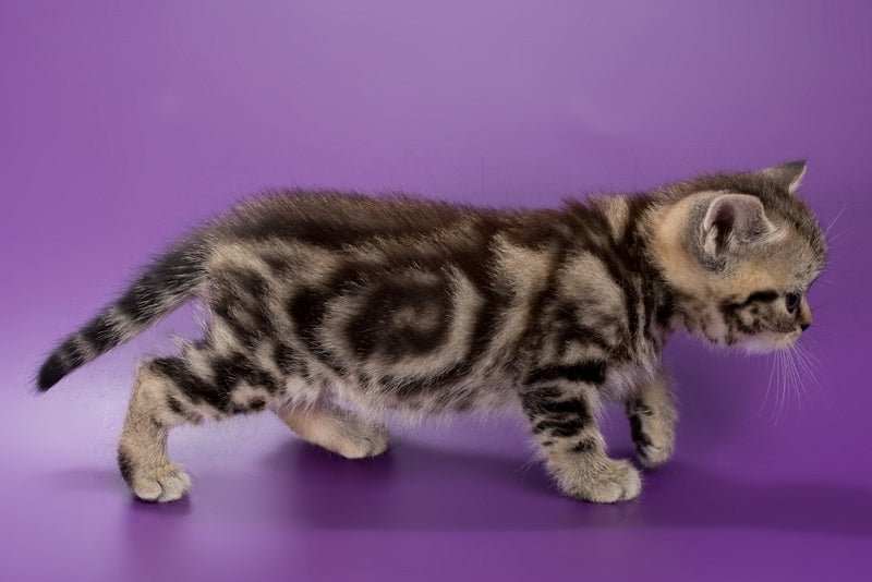 Barni British Shorthair male, black tabby