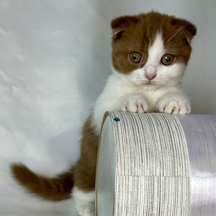 Leya Munchkin female, cinnamon bicolour