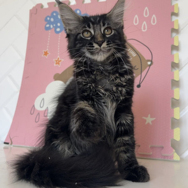 Bourbon Maine Coon male, black tabby