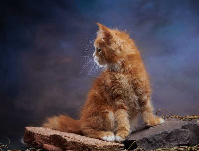 Dexter Maine Coon male, red tabby bicolour