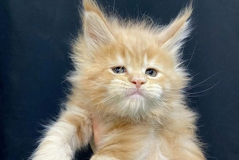 Olivia Maine Coon female, cream