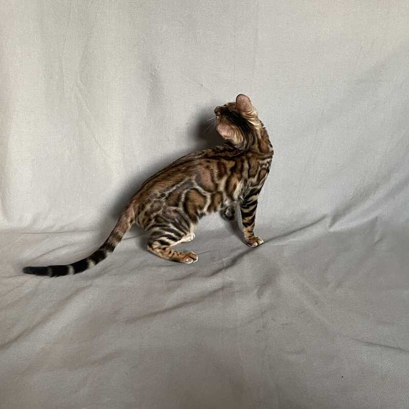 Joker Bengal male, black spotted tabby