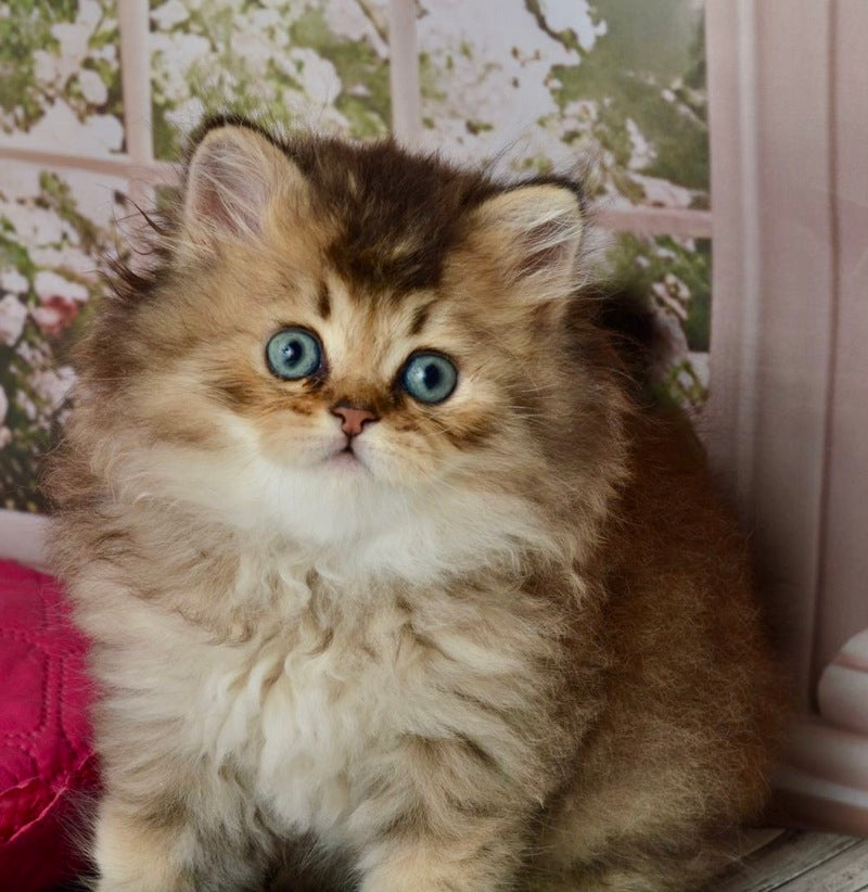 Tony Scottish Straight male black golden ticked tabby - live animals