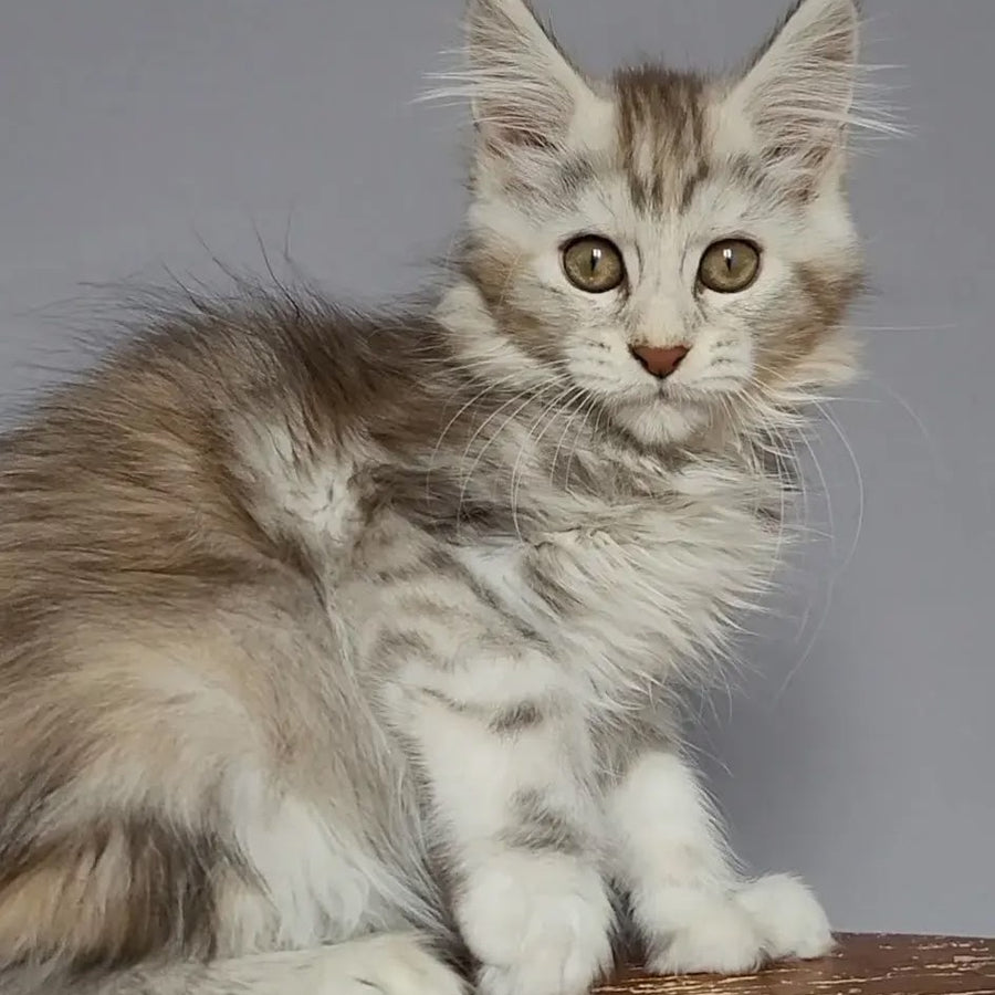 Helga Maine Coon polydactyl 5x6x6x6 female, black tortie silver tabby