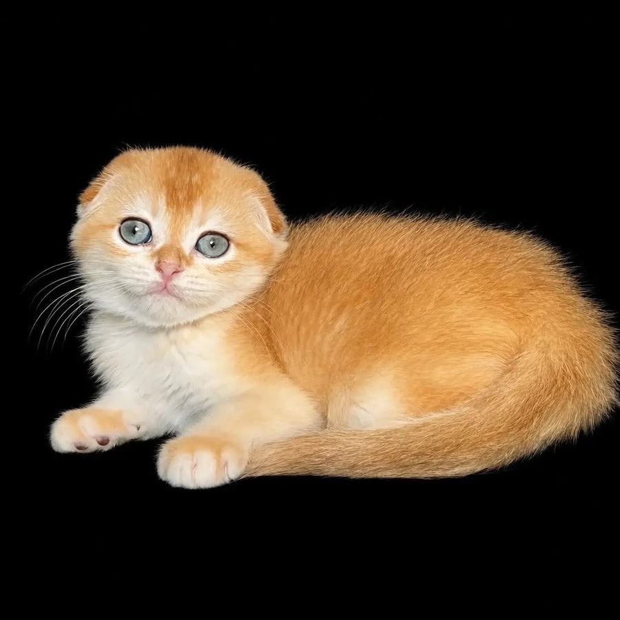 Nikson Scottish Fold male, black golden chinchilla