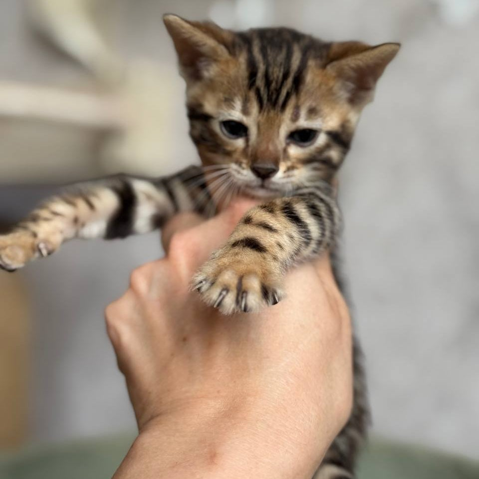 Estella Bengal female, black spotted tabby