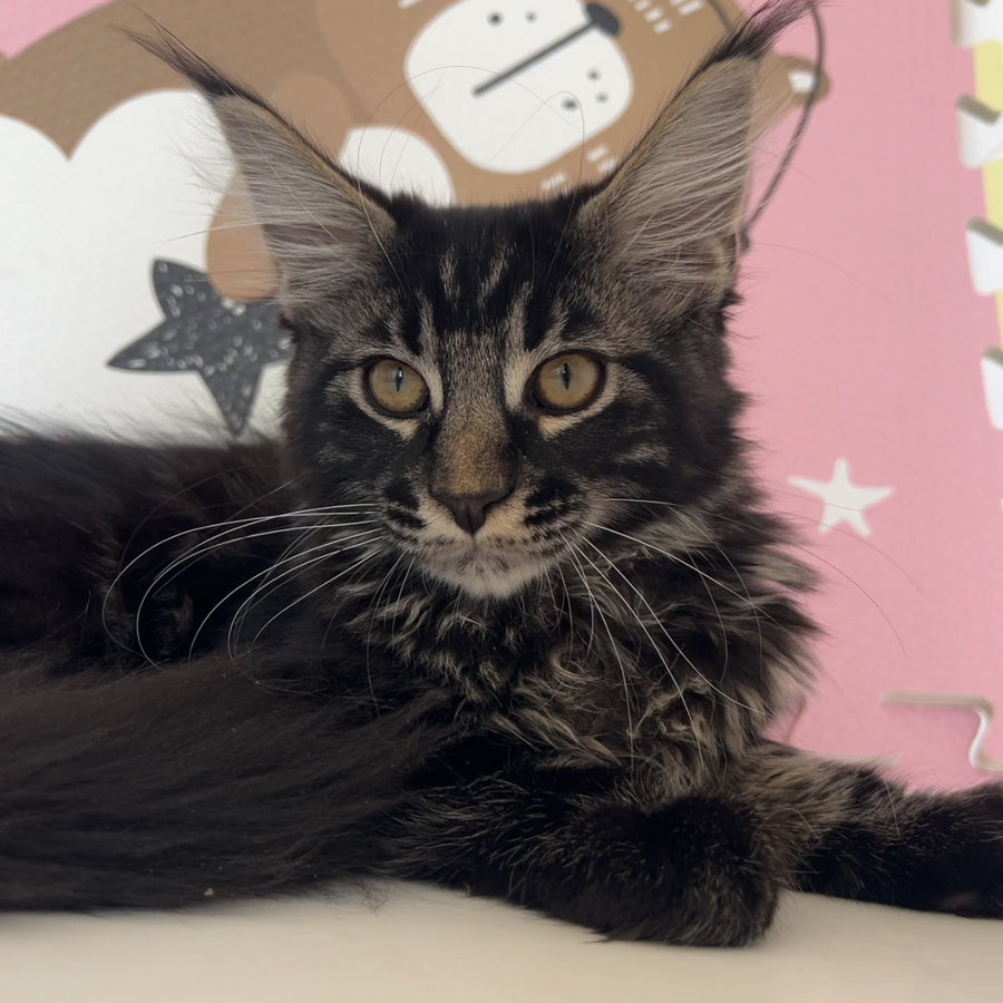 Bourbon Maine Coon male, black tabby