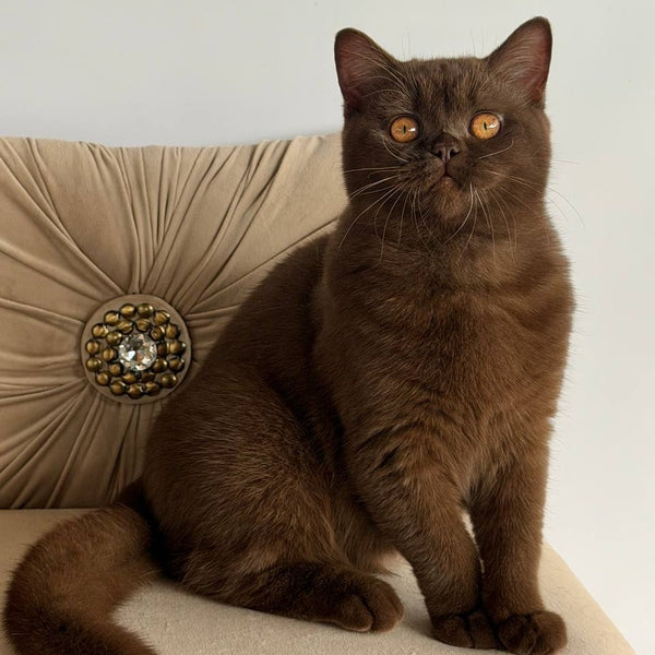 Elsa British Shorthair female, chocolate