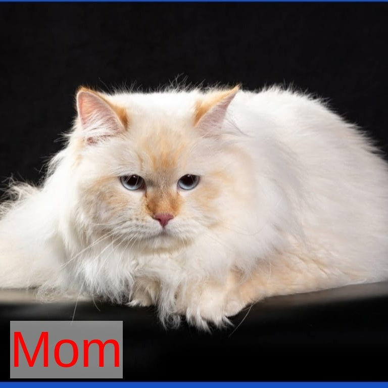 Orion Siberian male, red tabby pointed