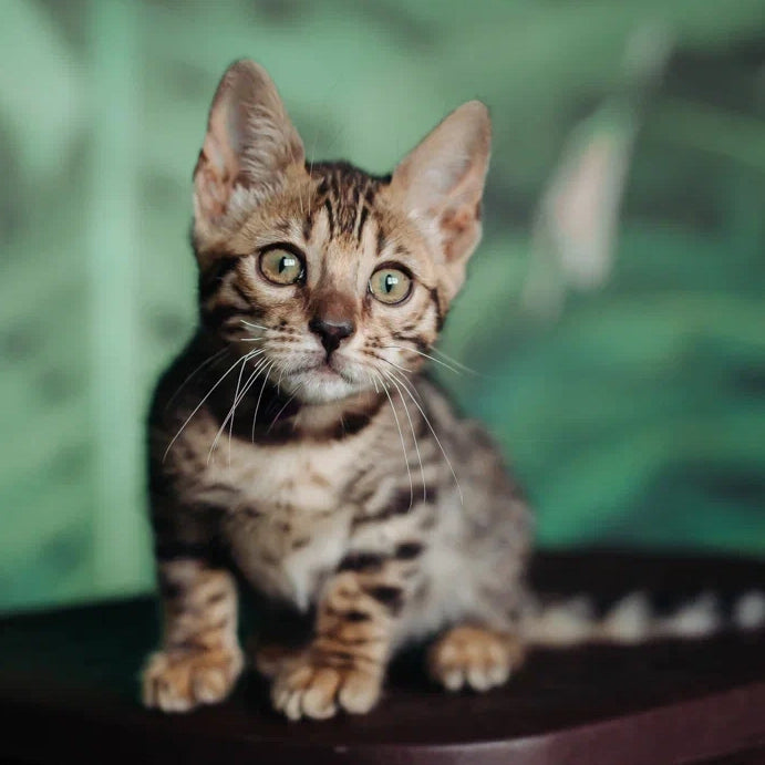 Frida Bengal female, black spotted tabby