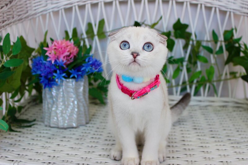 Bianca Scottish Fold female, black silver shaded pointed