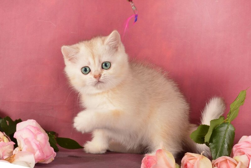Olivka Scottish Straight female, chocolate tortie silver shaded