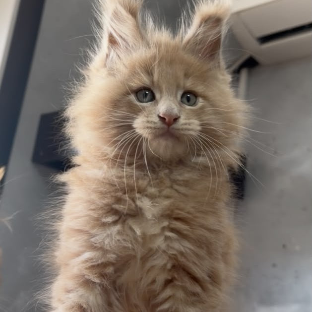Yarik Maine Coon male, cream