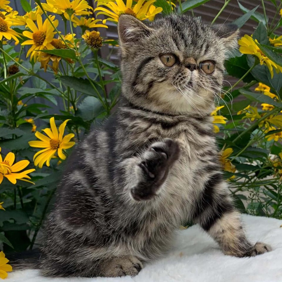 Milky Way Exotic male, black tabby