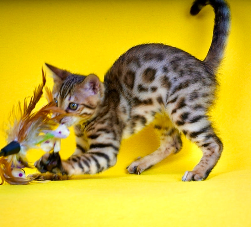 Jaguar Bengal male, black spotted tabby