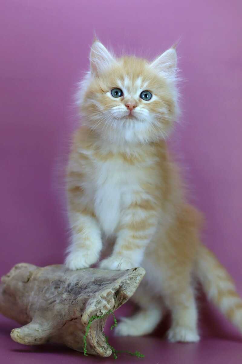 Eden Siberian male red silver - live animals