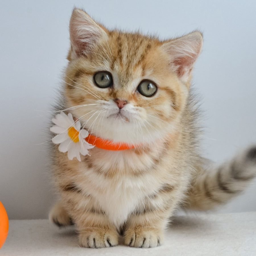 Ines Munchkin female, black golden spotted tabby