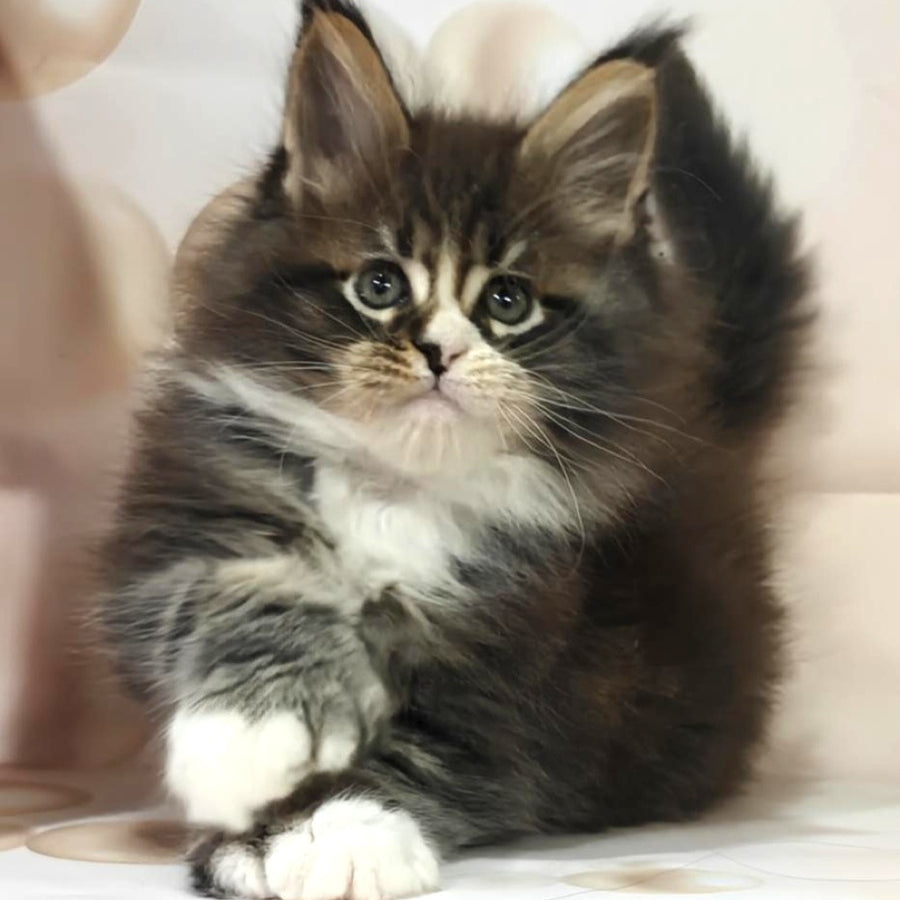 Cosmos Maine Coon polydactyl 6x6x6x6 male, black tabby with white